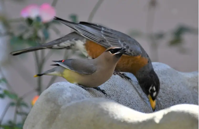 How To Attract Birds To Your Birdbath