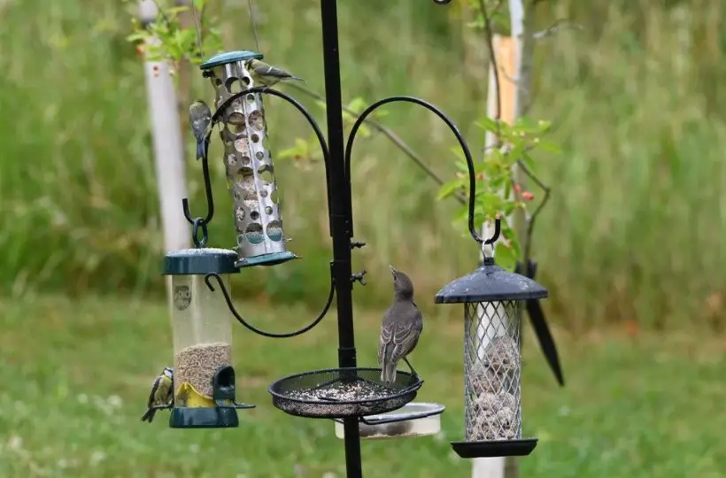How To Attract Birds To Your Yard Fast