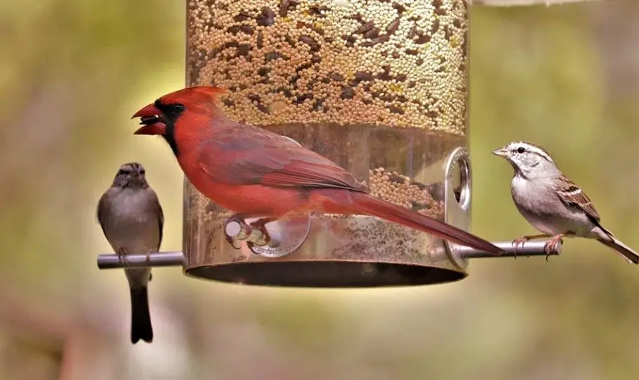 How To Attract Birds To Your Yard Fast