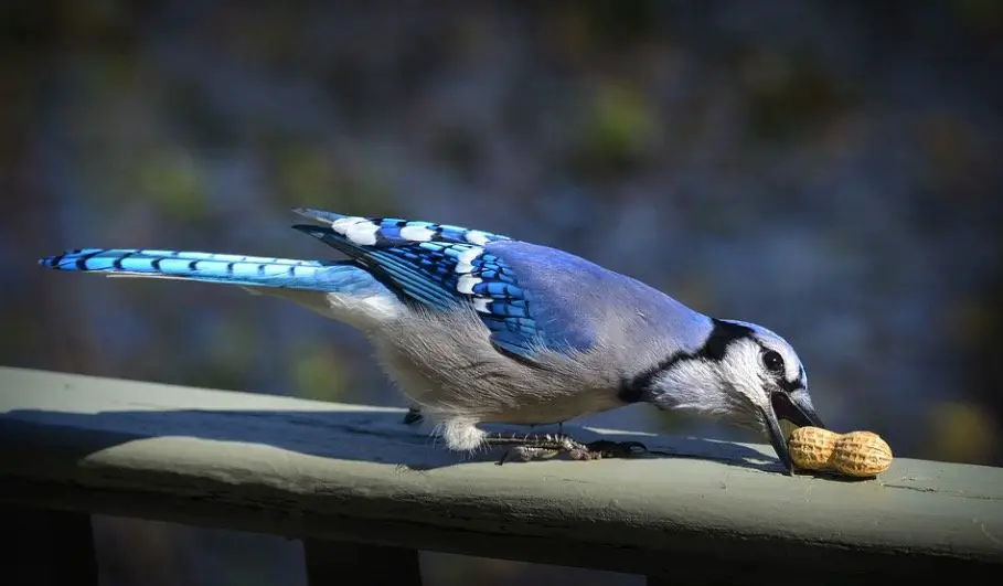 Blue Jays Eating nuts