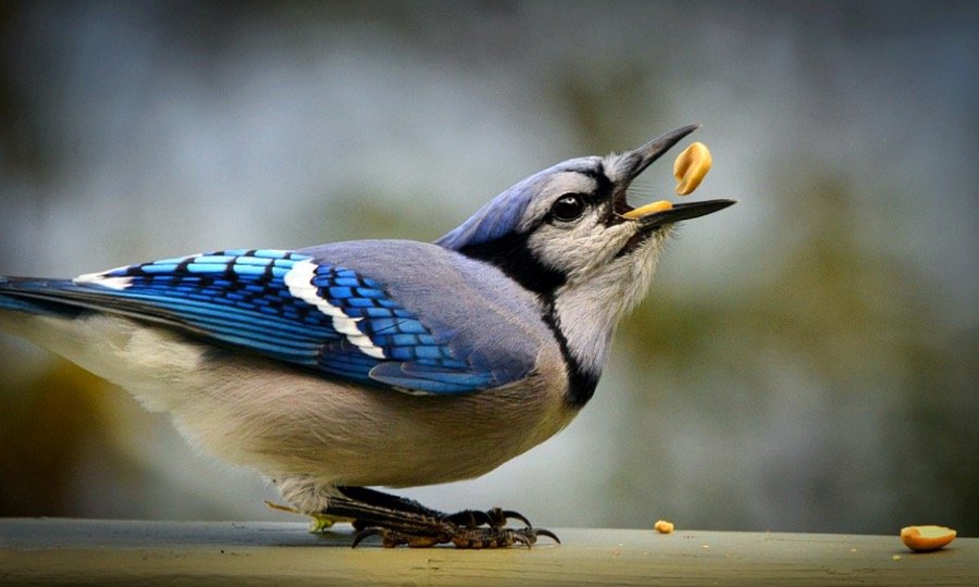 Blue Jays Eating nuts