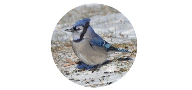 How To Attract Blue Jays To Your Yard
