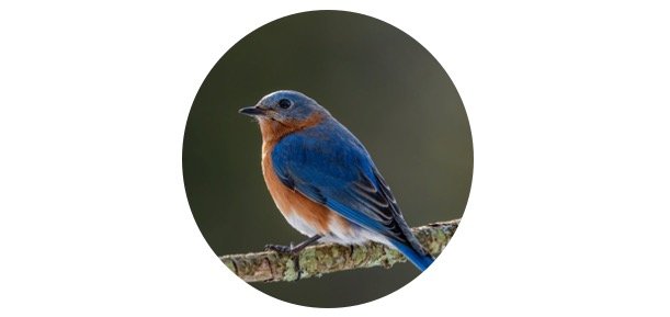 How To Attract Bluebirds