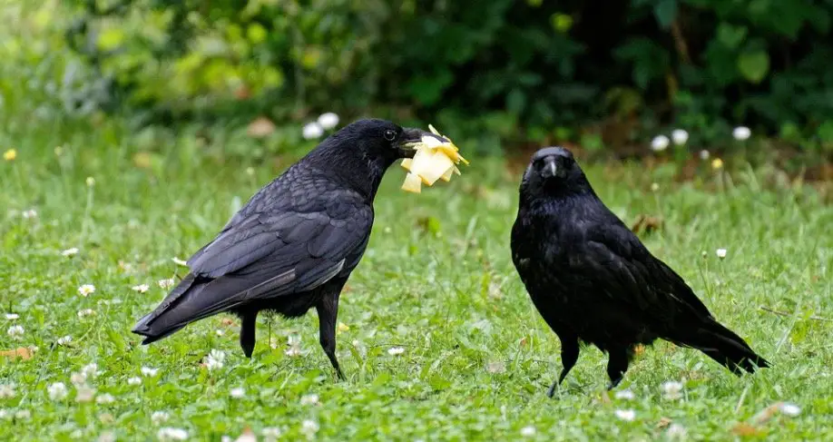 How To Attract Crows