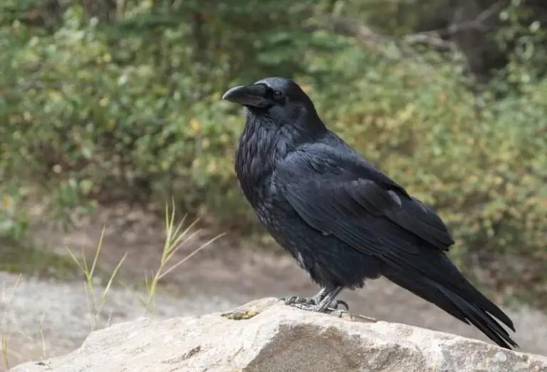 10 Proven Tips On How To Attract Crows To Your Yard