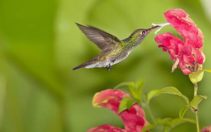 How To Attract Hummingbirds