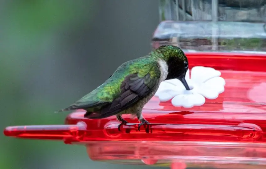 How To Attract Hummingbirds