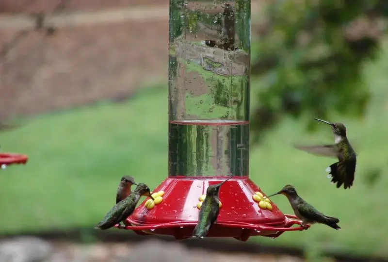 How To Attract Hummingbirds