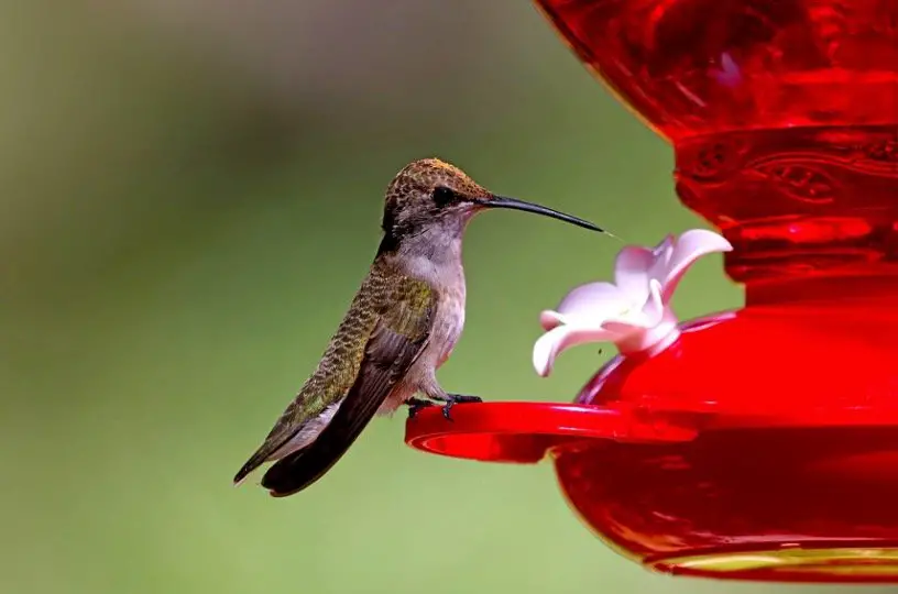 how to attract hummingbirds to bird bath