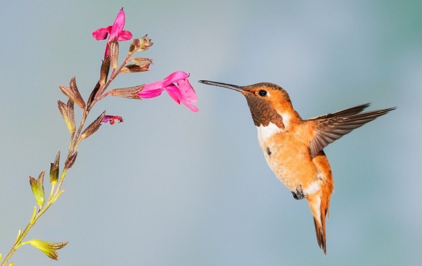 How To Attract Hummingbirds 7