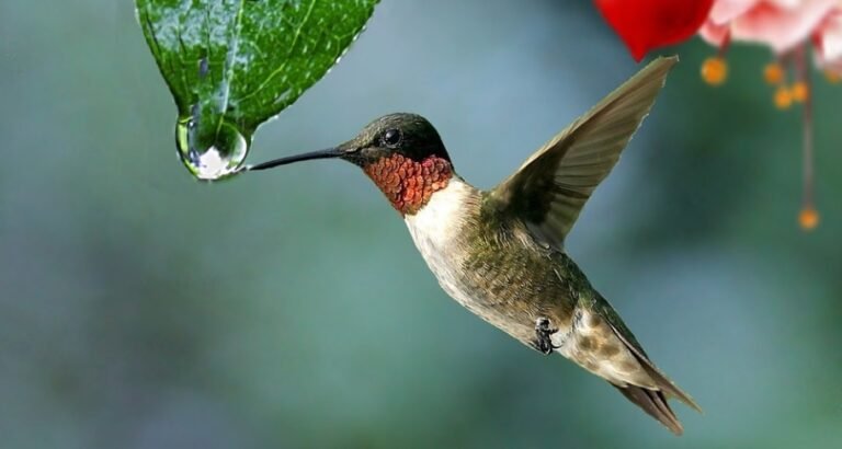 Hummingbirds In The UK - All You Need To Know I TheBirdPedia