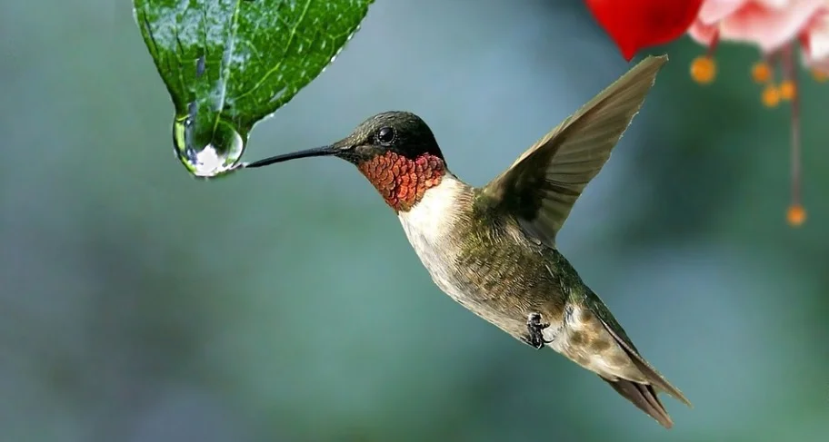 How To Attract Hummingbirds 7