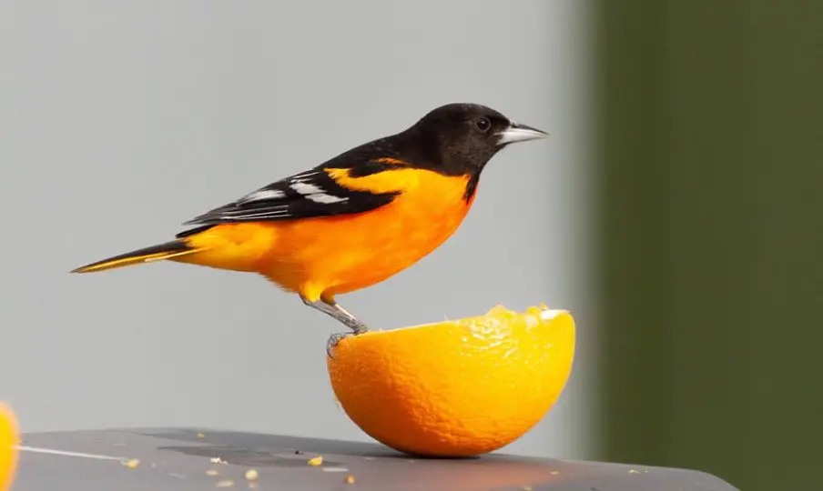 How To Attract Orioles To Your Yard