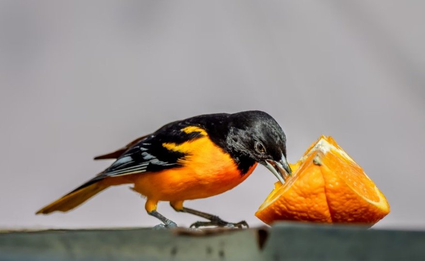 How To Attract Orioles To Your Yard 3