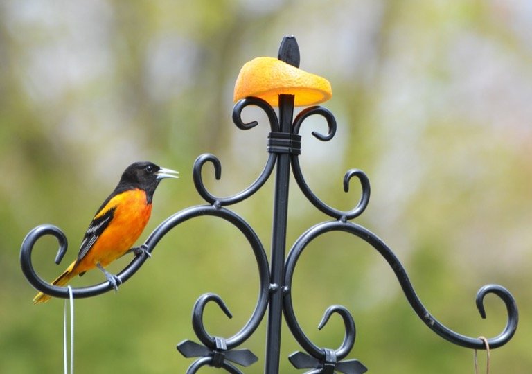 How To Attract Orioles To Your Yard