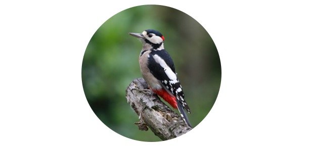 How To Attract Woodpeckers