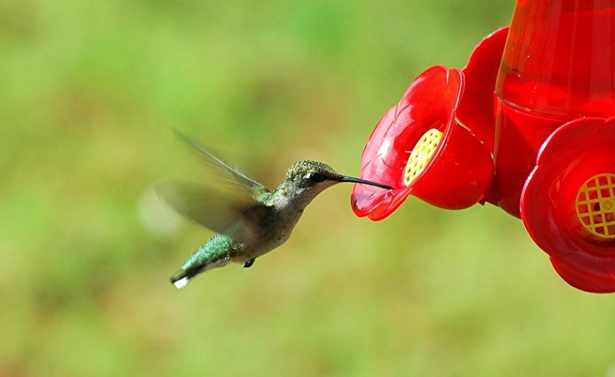 How To Keep Ants Away From Hummingbird Feeders