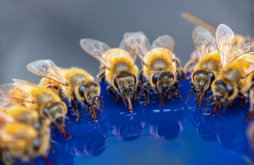 How To Keep Bees Away From Hummingbird Feeders