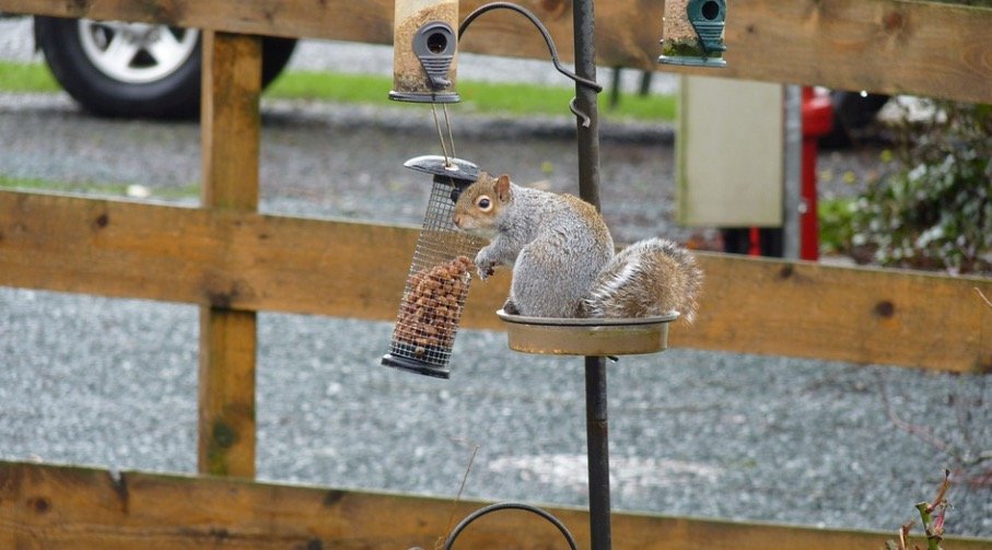 How To Keep Squirrels Out Of Bird Feeders 1
