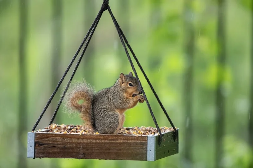 How To Keep Squirrels Out Of Bird Feeders 1