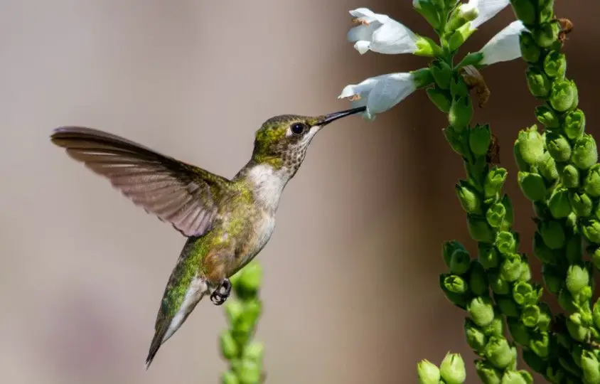 Hummingbird Symbolism