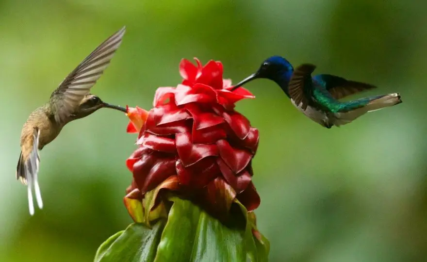 Hummingbird Symbolism
