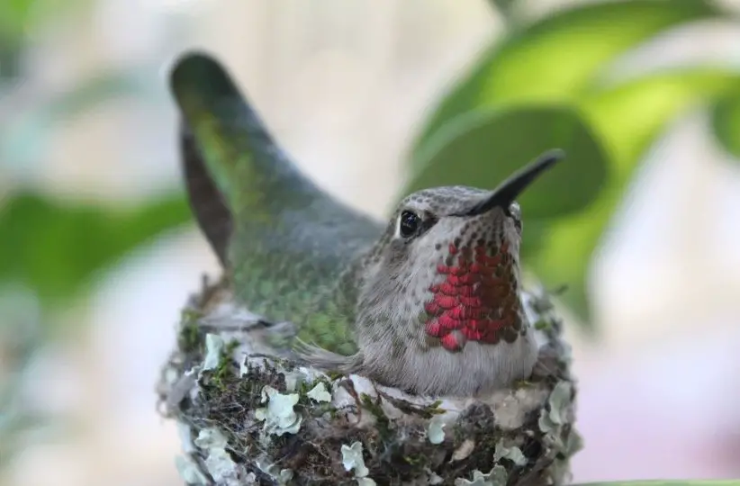 Hummingbirds Nest