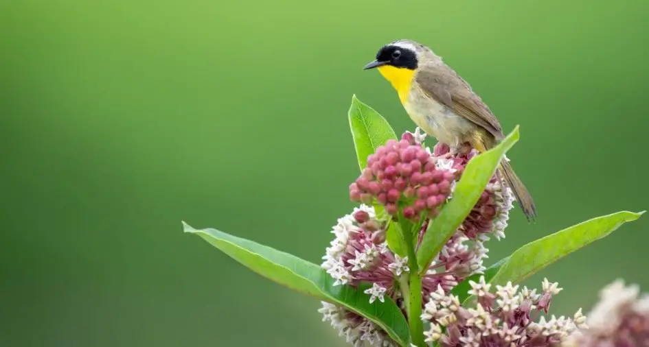 Milkweed-plants that attract birds