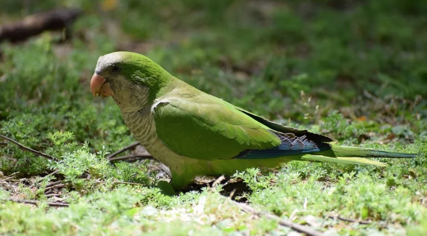 Monk Parakeet