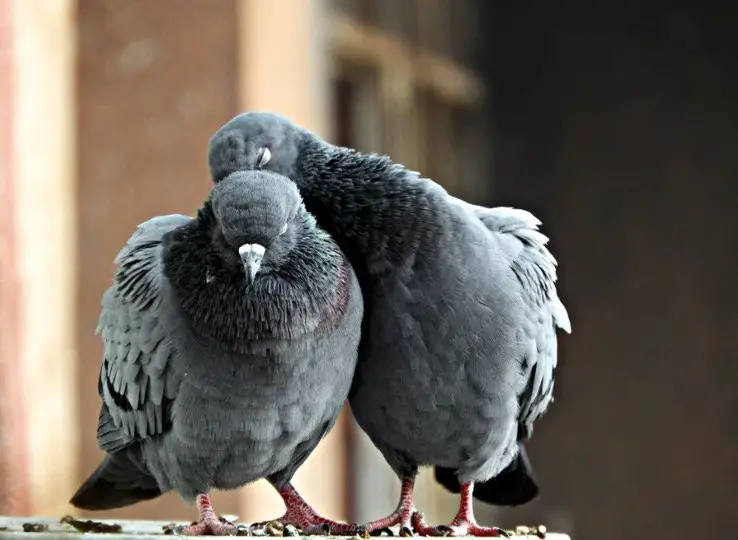 Mycoplasmosis in Pigeons