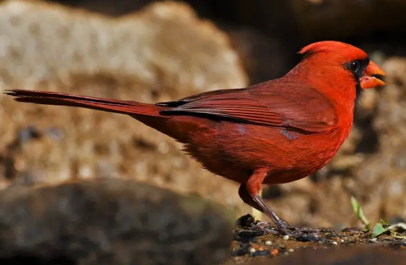 Northern Cardinal in backyard