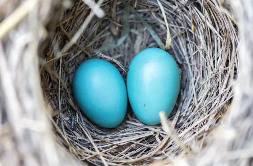 Northern Mockingbirds Nest with egg