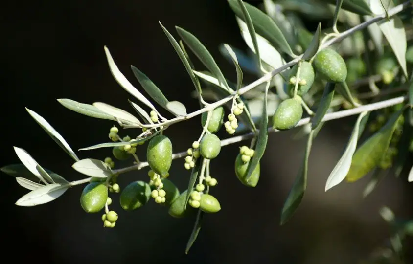 what-does-an-olive-branch-traditionally-symbolize-youtube