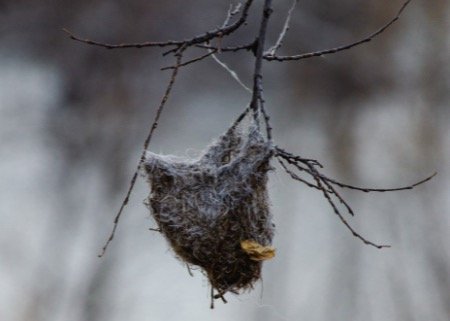 Orioles nest