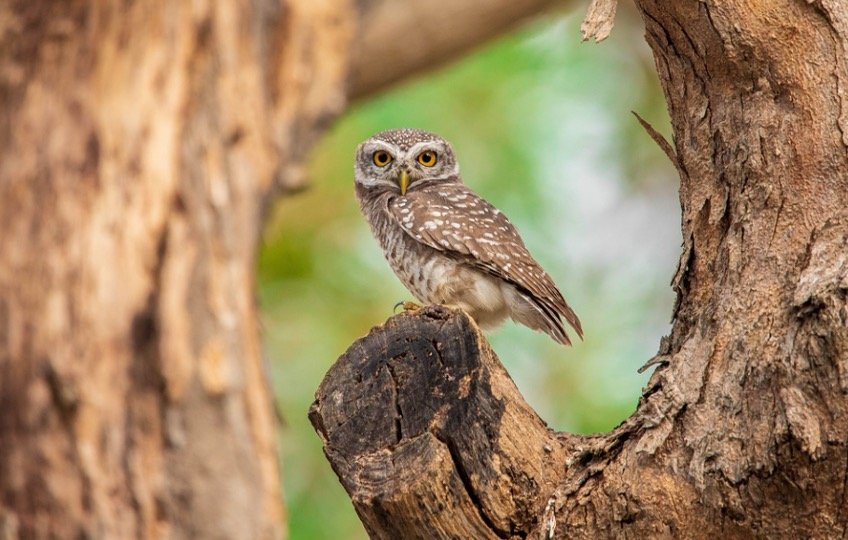 Owl perching at tree