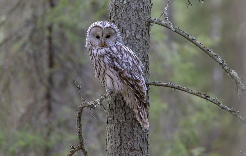 Owl sitting on tree
