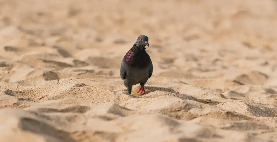 Pigeon Eating Clay