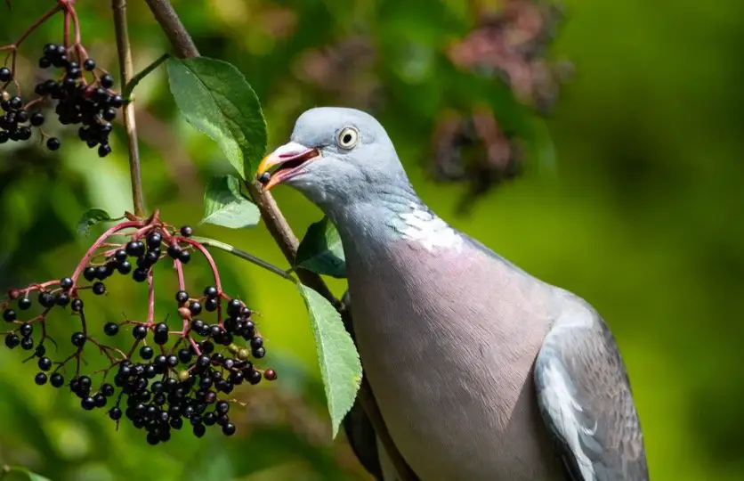 Pigeon Eating Fruit