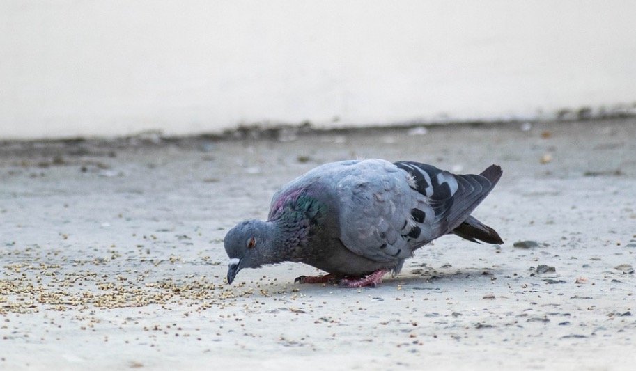 Pigeon Eating grains