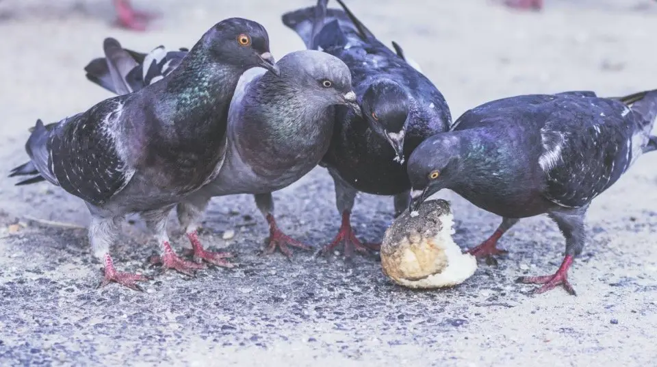 Pigeons Eating
