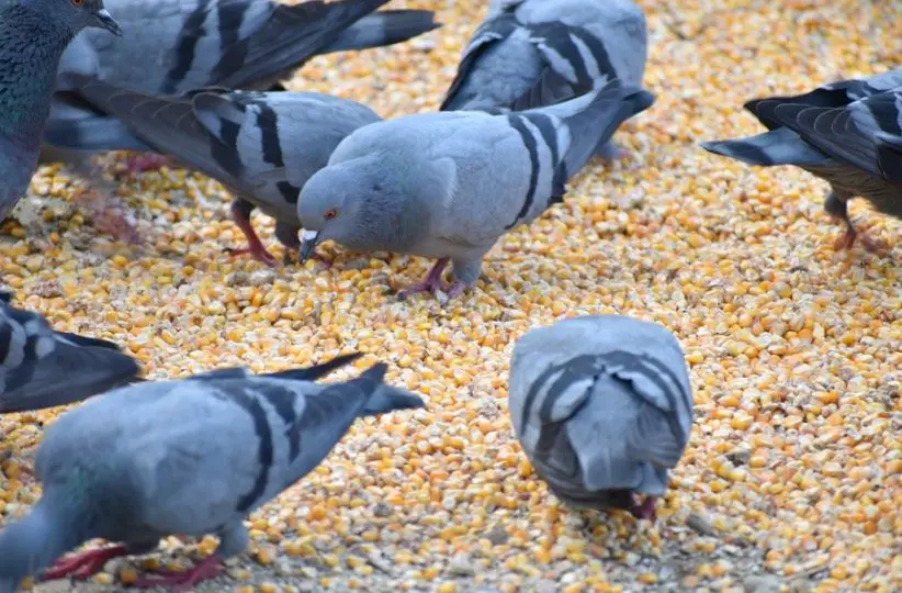 Pigeons eating corn seed