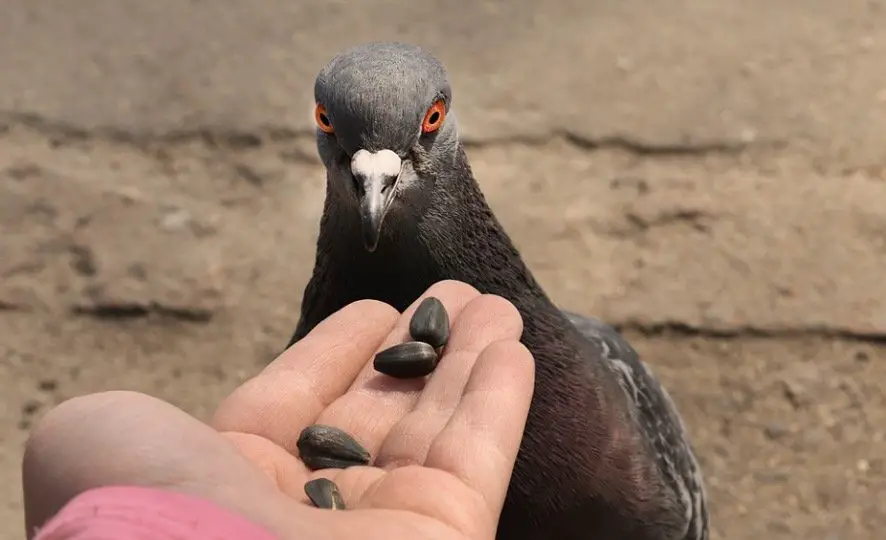 Pigeons looking Eat to eat