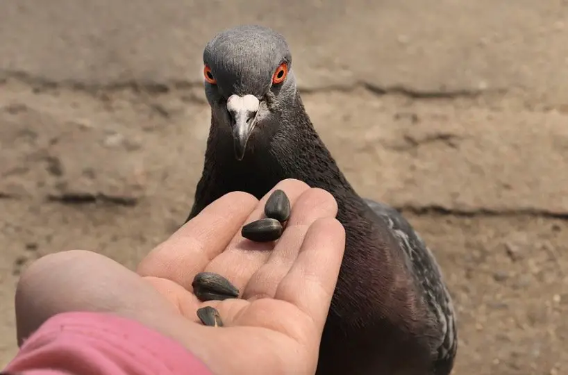 Pigeons looking at seed