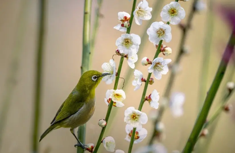 Plants Attract Spring Birds