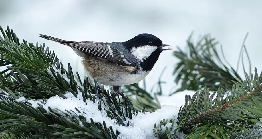 Plants that attracts Winter Birds