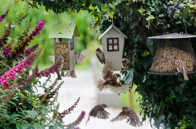 Protective environments with plants for Cardinals