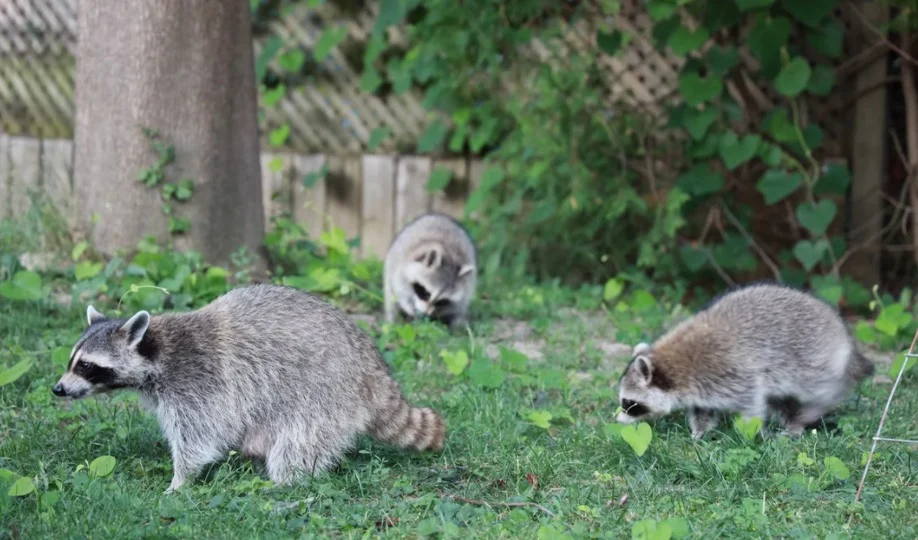 Raccoon Symbolism