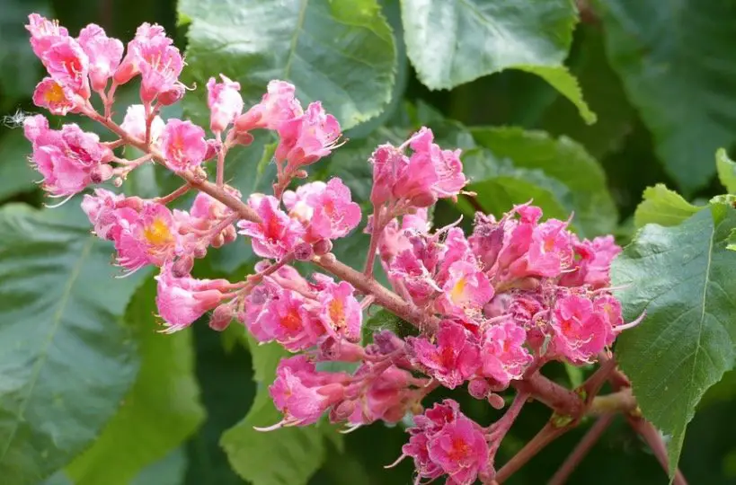 Red Buckeye Flower