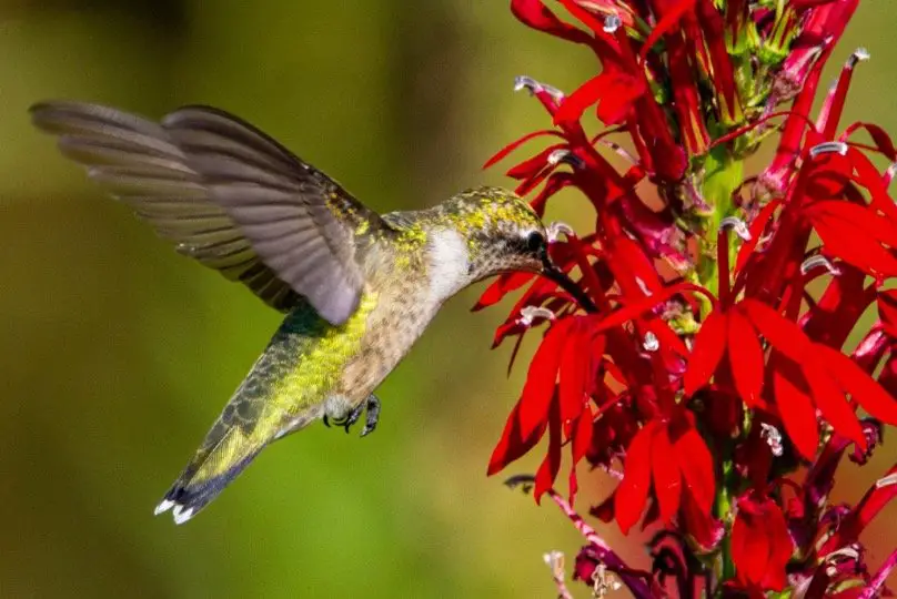 Red Cardinal Flower