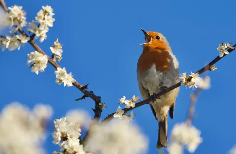 Robin Symbolism